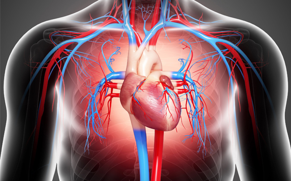 Heart and Artery Illustration